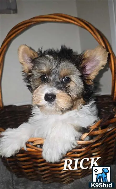 Biewer Terrier puppy for sale